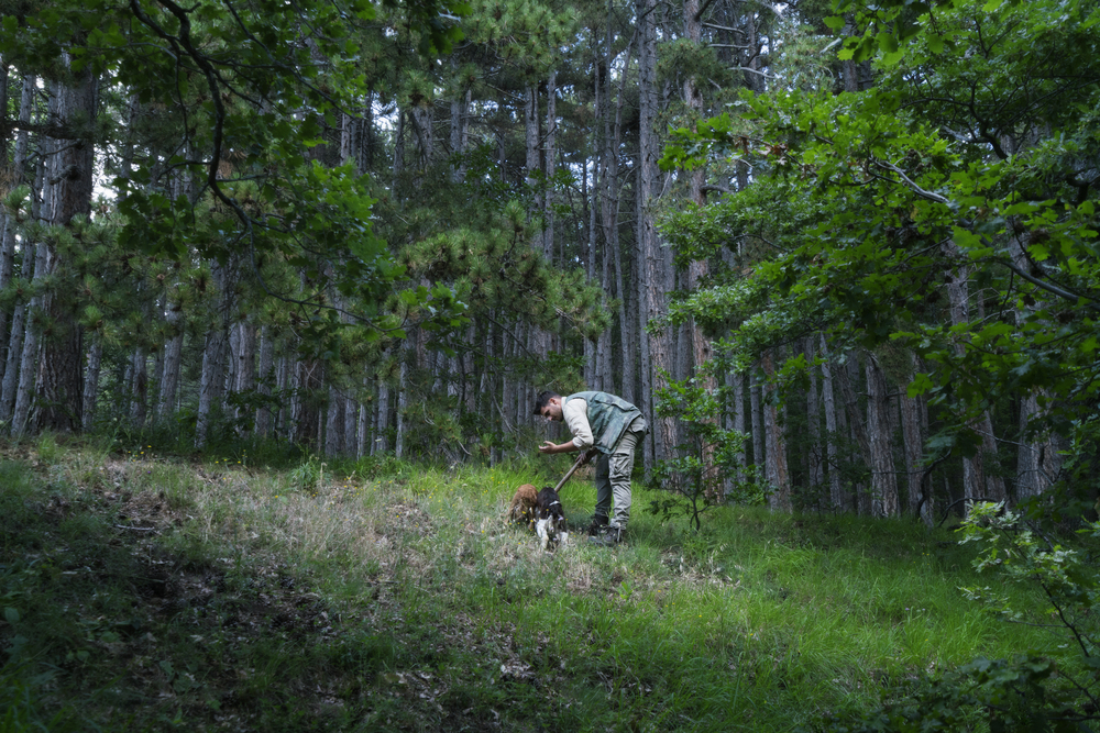 Trffeljakt og grappasmaking